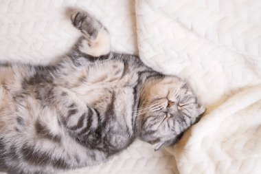 Gri İskoç kedisi sıcak bej bir ekoseye sarılı olarak yatar. Evcil bir hayvanla sıcak ev konsepti..