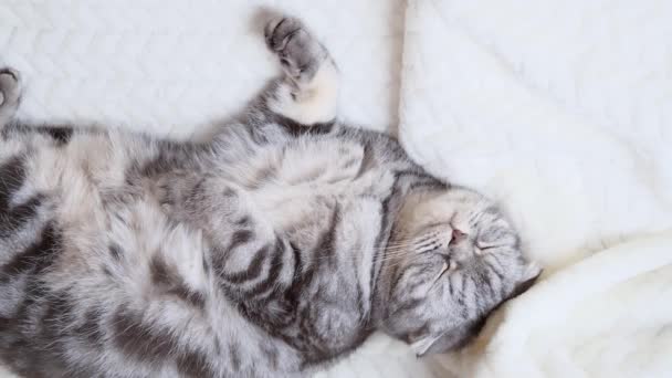 Bonito Cinza Scottish Fold Gato Com Olhos Amarelos Encontra Cobertor — Vídeo de Stock