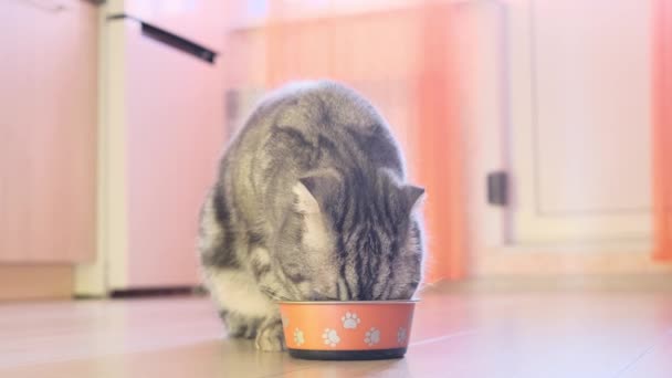 Scottish Fold Grå Katt Äter Foder Från Skål Köket Koncept — Stockvideo
