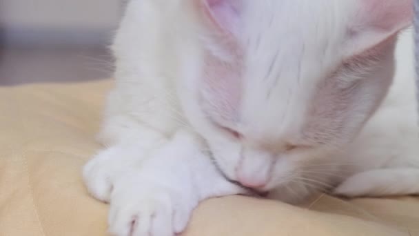 Gato Blanco Miente Lava Concepto Mascotas Higiene Del Gato Primer — Vídeo de stock