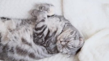 Gri İskoç kedisi sıcak bej bir ekoseye sarılı olarak yatar. Evcil bir hayvanla sıcak ev konsepti..