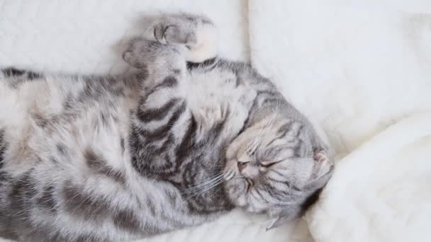 Šedá Skotská Skládací Kočka Leží Zabalená Teplých Béžových Kostkách Útulný — Stock video