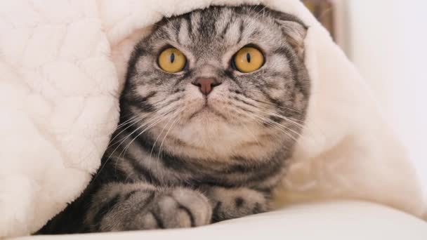 Roztomilá Šedá Skotská Kočka Žlutýma Očima Leží Světle Béžové Přikrývce — Stock video