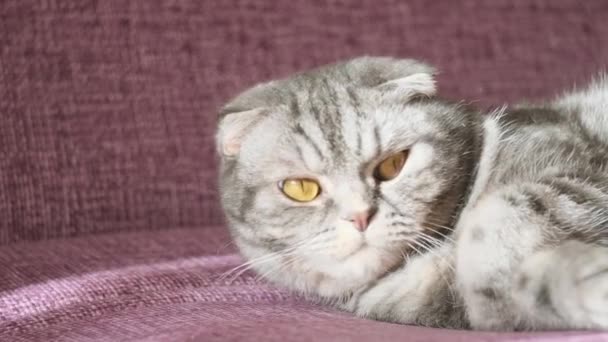 Eine Niedliche Graue Scottish Fold Katze Mit Gelben Augen Liegt — Stockvideo