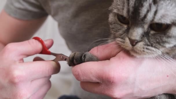 Kedi Pençeleri Özel Bir Makasla Kesilir Bir Evcil Hayvan Için — Stok video