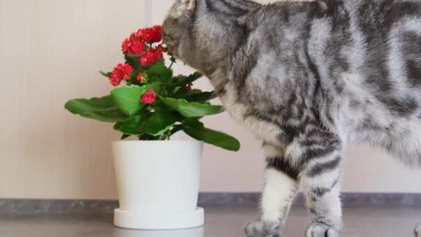 Chat Écossais Gris Plie Les Feuilles Une Plante Intérieur Concept — Video