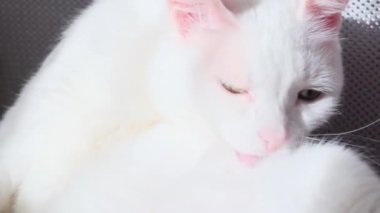 Beyaz kedi yalan söyler ve yıkar. Evcil hayvan konsepti, kedi hijyeni. Yakın plan..