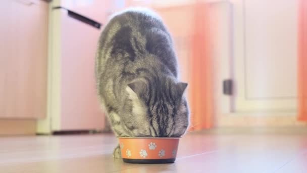 Schotse Vouw Grijze Kat Eet Voer Uit Een Kom Keuken — Stockvideo