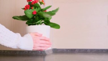 Kadın eli masaya kırmızı küçük çiçekli bir ev bitkisi koyar. Bitki bakımı, ev işleri. kalanchoe