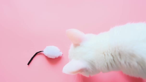 白猫腿和玩具鼠标 粉色背景 复制空间 顶部视图 宠物游戏及娱乐的概念 — 图库视频影像