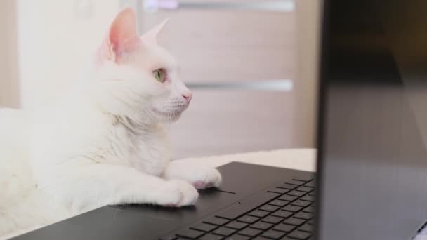 Den Grå Skotska Vecket Katt Ligger Insvept Varm Beige Rutig — Stockvideo