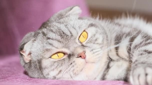 Симпатичный Серый Шотландский Кот Жёлтыми Глазами Лежит Диване Облизывает Губы — стоковое видео