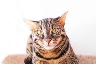 Hafif arka planda Bengal cinsi bir kedinin portresi. Evcil hayvan konsepti.