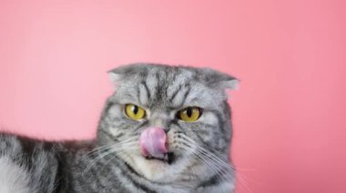 Gri İskoç kedisi, pembe arka planda hoşnutsuz bir ağızlık takıyor. Komik hayvan..