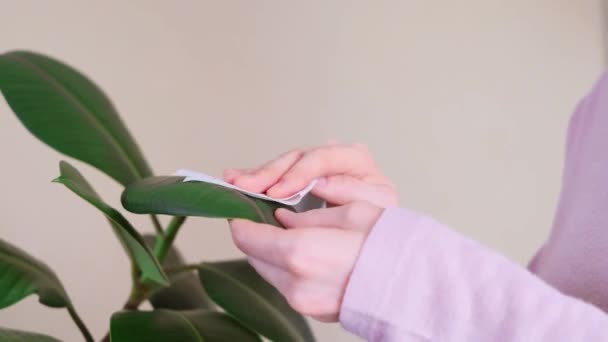 Dłonie Kobiety Wycierają Kurz Liści Rośliny Koncepcja Pielęgnacji Roślin Prace — Wideo stockowe