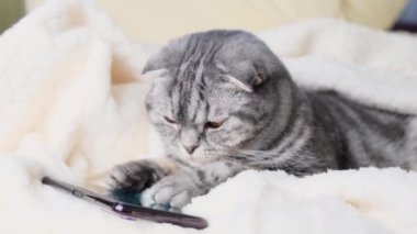 Akıllı telefondan oynayan İskoç Katlanır akıllı kedi. Komik hayvan ve bilgi teknolojisi.