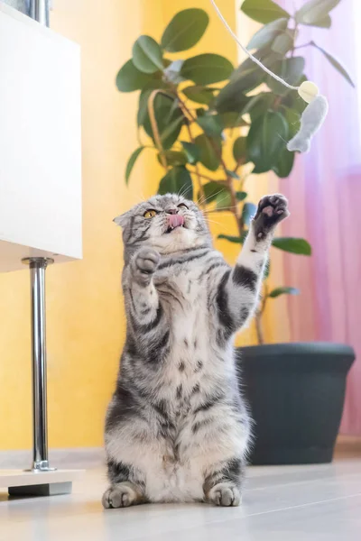 Cute Funny Gray Scottish Fold Cat Plays Toy String Room — Stock Photo, Image