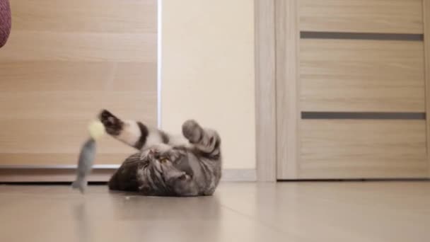 Lindo Divertido Gris Escocés Plegable Gato Juega Con Juguete Una — Vídeo de stock