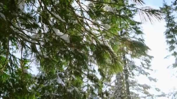 Śnieg Pada Gałęzi Świerku Jasne Światło Słoneczne Piękna Zima Nowy — Wideo stockowe