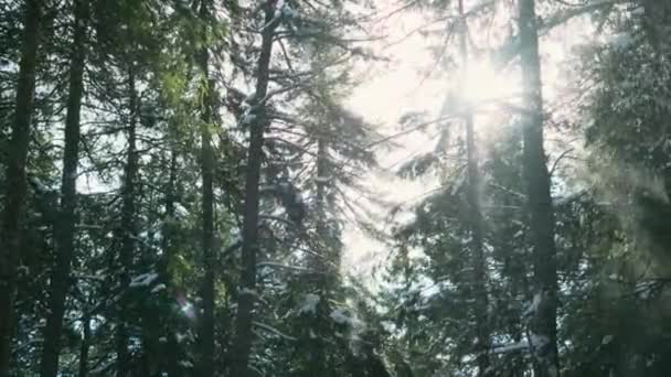 Сніг Випадає Ялинок Яскраве Сонячне Світло Чудова Зима Новий Рік — стокове відео