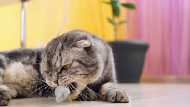 Söt Rolig Grå Skotsk Veck Katt Leker Med Leksak Ett — Stockvideo
