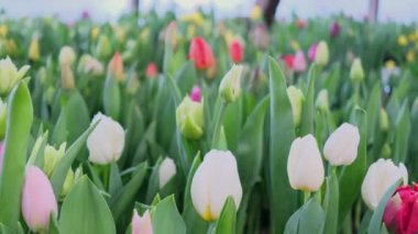 Laleler çok renkli, serada farklı türler yetişiyor. Çuha çiçeği konsepti, çiçek yetiştirme, çiçek işi..