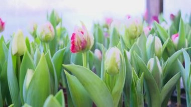 Laleler çok renkli, serada farklı türler yetişiyor. Çuha çiçeği konsepti, çiçek yetiştirme, çiçek işi..