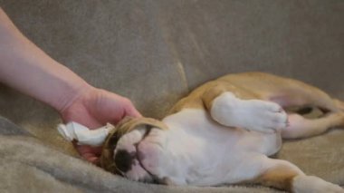 Amerikan Staffordshire Terrier köpeği. Kulakları kesilmiş ve bandaja sarılmış. Gri ekoseli yavru köpekler. Evcil hayvan konsepti, veteriner tıbbı, kulak kesme.