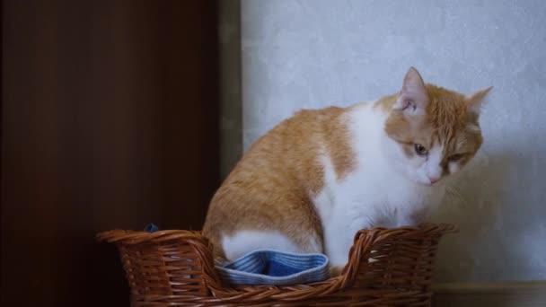 Een grote rood-witte kat ligt in een kleine rieten mand. Huisdierconcept — Stockvideo