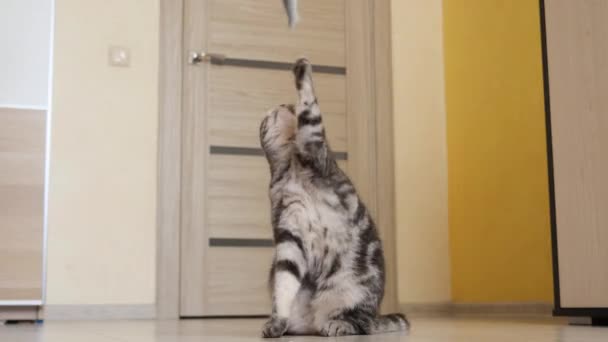 かわいい面白い灰色のスコティッシュの折りたたみ猫は部屋の文字列におもちゃで遊ぶ ペットとのゲームの概念 猫のための活動 — ストック動画