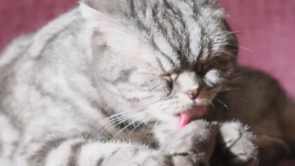 Um bonito cinza Scottish Fold gato com olhos amarelos encontra-se em um sofá e lambe os lábios, lava. — Vídeo de Stock