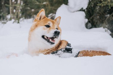 Bir Shiba Inu köpeği aktif olarak kış ormanlarında yürür. Ormanda evcil hayvanlarla yürüme fikri..