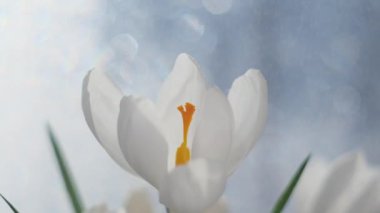 Beyaz kruvazör yaklaş. Arka planda güzel bir bokeh var. Havada küçük bir damla su var. Harika bir bahar konsepti..