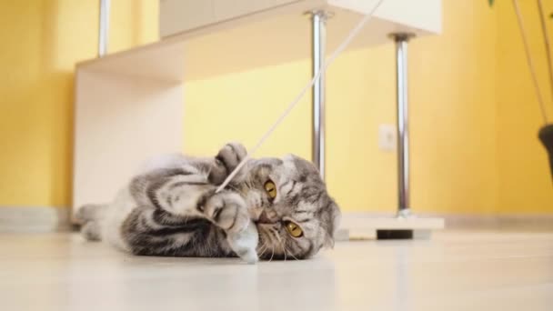 有趣的灰色苏格兰式折叠猫在房间里用绳子上的玩具玩耍 宠物游戏的概念 猫的活动 — 图库视频影像