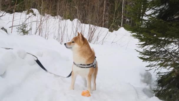 Pies Shiba Inu Aktywnie Spaceruje Zimowym Lesie Koncepcja Chodzenia Zwierzętami — Wideo stockowe