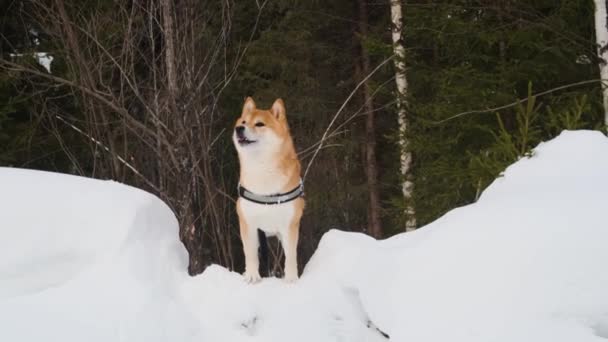 Pies Shiba Inu Aktywnie Spaceruje Zimowym Lesie Koncepcja Chodzenia Zwierzętami — Wideo stockowe