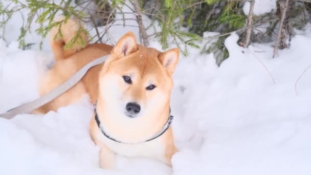 Perro Shiba Inu Camina Activamente Por Bosque Invernal Concepto Caminar — Vídeo de stock