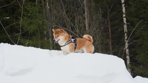 Ein Shiba Inu Hund Geht Aktiv Durch Den Winterwald Das — Stockvideo
