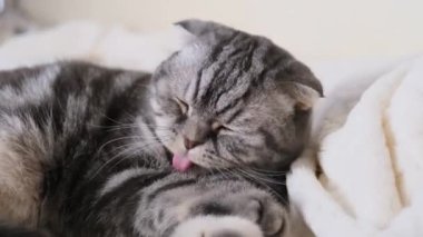 Kedi pençeleriyle bir battaniyeyi kırıştırır. Siyah çizgili gri bacaklar, açık ekose. Kedi alışkanlığı kavramı.