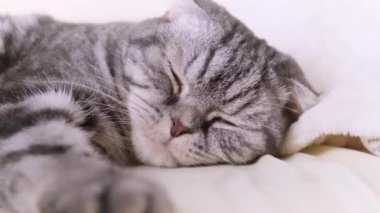 Kedi pençeleriyle bir battaniyeyi kırıştırır. Siyah çizgili gri bacaklar, açık ekose. Kedi alışkanlığı kavramı.