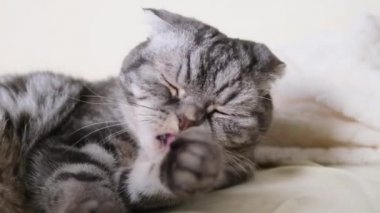 Kedi pençeleriyle bir battaniyeyi kırıştırır. Siyah çizgili gri bacaklar, açık ekose. Kedi alışkanlığı kavramı.