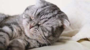 Kedi pençeleriyle bir battaniyeyi kırıştırır. Siyah çizgili gri bacaklar, açık ekose. Kedi alışkanlığı kavramı.