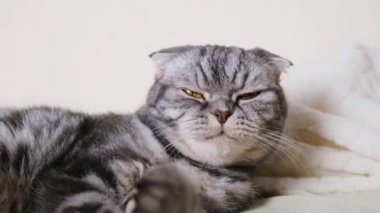 Kedi pençeleriyle bir battaniyeyi kırıştırır. Siyah çizgili gri bacaklar, açık ekose. Kedi alışkanlığı kavramı.
