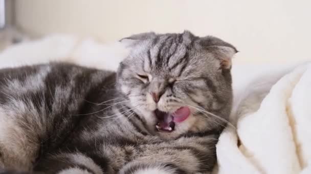 Cat Crumples Blanket Its Paws Gray Legs Black Stripes Light — Stock Video