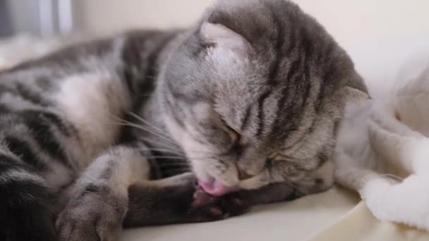 Een Schattige Grijze Schotse Vouw Kat Met Gele Ogen Ligt — Stockvideo