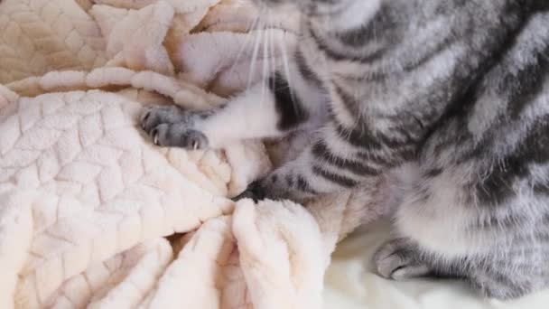 Γάτα Τσαλακώνει Μια Κουβέρτα Πόδια Της Γκρι Πόδια Μαύρες Ρίγες — Αρχείο Βίντεο