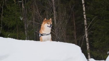 Bir Shiba Inu köpeği aktif olarak kış ormanlarında yürür. Ormanda evcil hayvanlarla yürüme fikri..