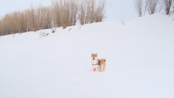 Een Shiba Inu Hond Loopt Actief Door Het Winterbos Het — Stockvideo