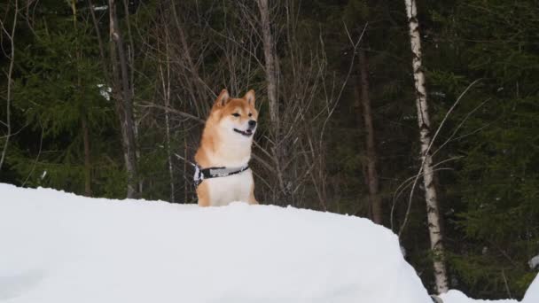 Bir Shiba Inu Köpeği Aktif Olarak Kış Ormanlarında Yürür Ormanda — Stok video