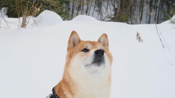 Een Shiba Inu Hond Loopt Actief Door Het Winterbos Het — Stockvideo